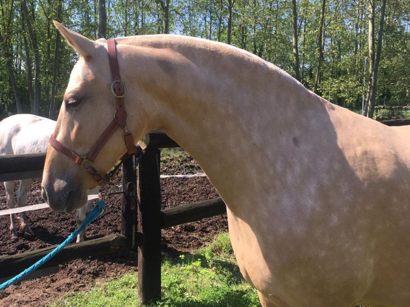 Zucht von edlen P.R.E Pferden