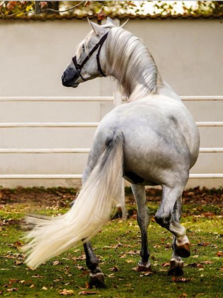 Unsere P.R.E Zuchthengste Pura Raza Española