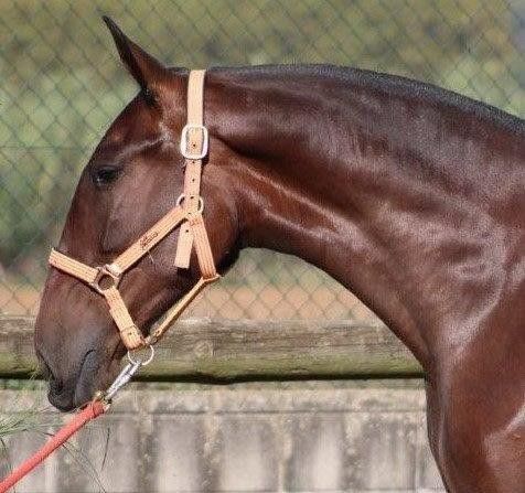 Unsere P.R.E Zucht Stuten