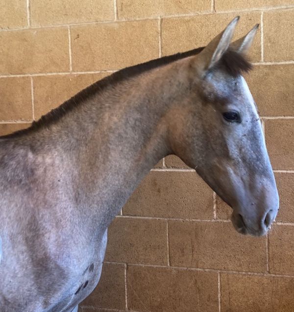 Amara YR P.R.E. Stutfohlen