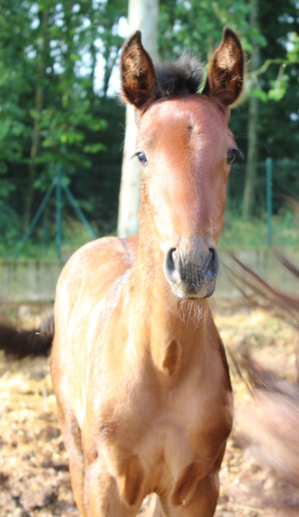 Esencia YR   P.R.E. Stutfohlen 2023  Escalera