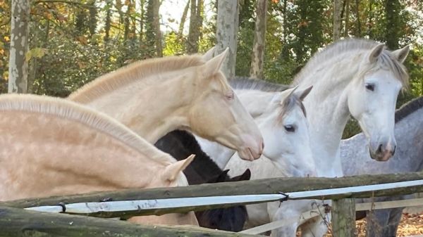 Verkauf von qualitätsvollen P.R.E. Pferden .