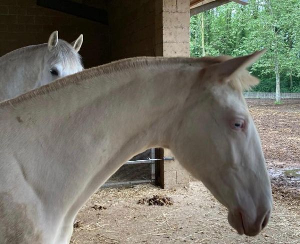 Ganadora YR P.R.E. Stutfohlen Crema Ceniza