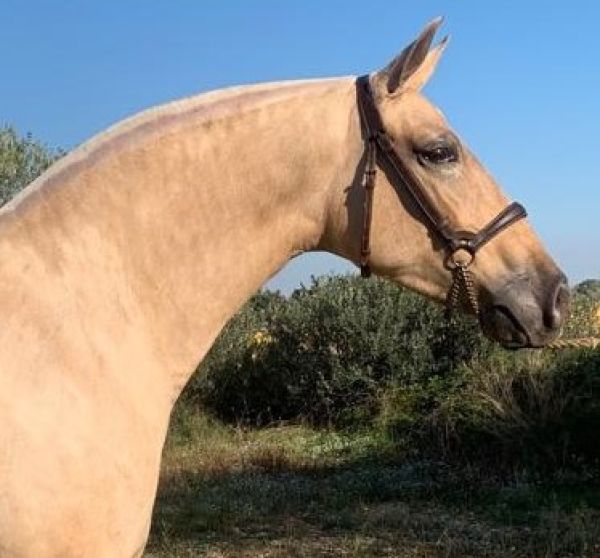 Golondrinita RM P.R.E.   Zuchtstute 2015