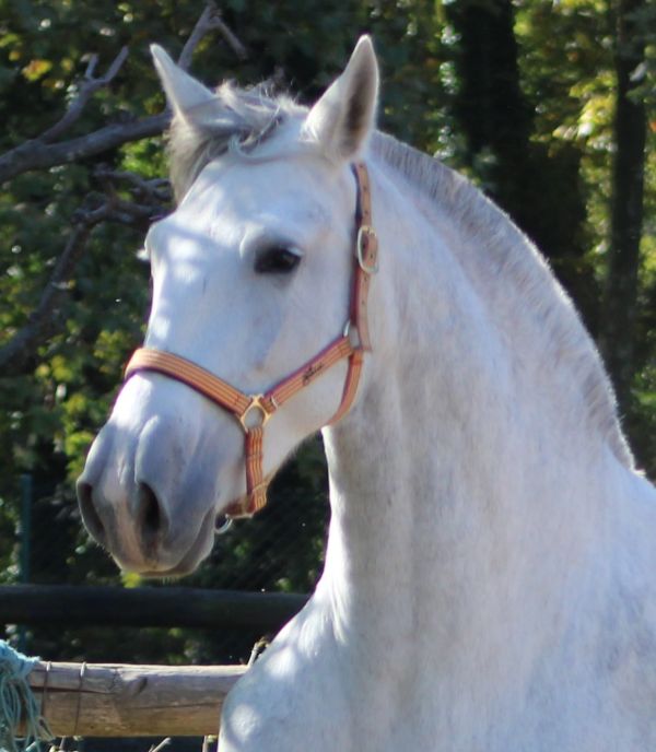 Alegria MAT P.R.E.  Zuchtstute 2017