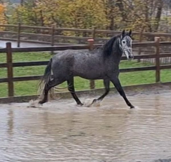 Educado SCG  Estirpe Cartujano