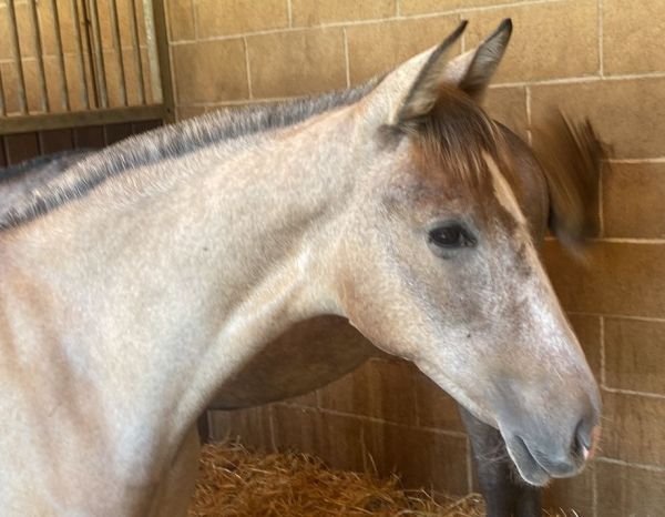 Soraya YR Estirpe Cartujano Stutfohlen