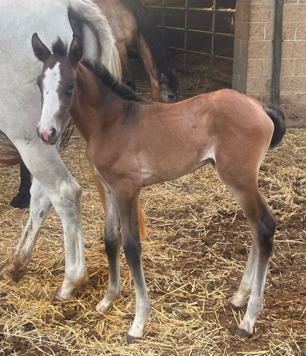 Selena YR  Estirpe Cartujano Stutfohlen 6. 7. 2023