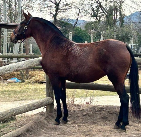 Zuchtstute Lila Olivares 2019