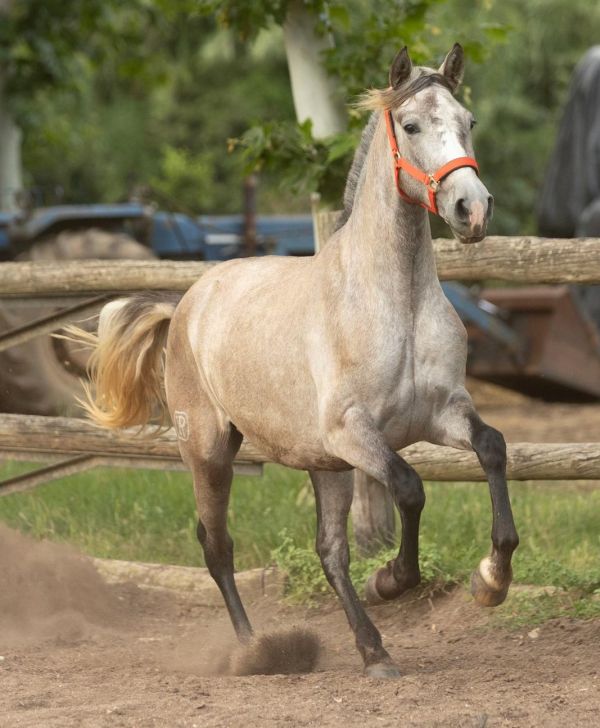 Soraya YR Estirpe Cartujano Stutfohlen 2022